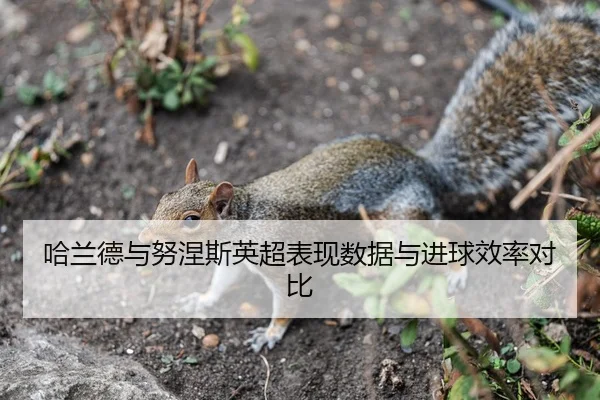 哈兰德与努涅斯英超表现数据与进球效率对比 | biwei